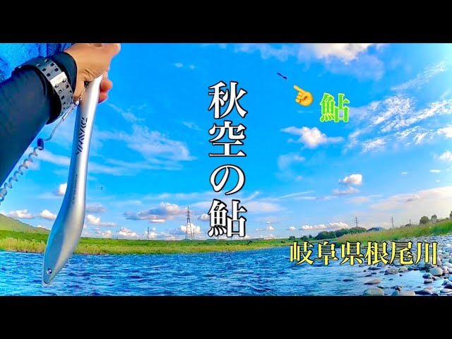 【鮎釣り】サイズがなんだか！？変なんです笑in岐阜県根尾川