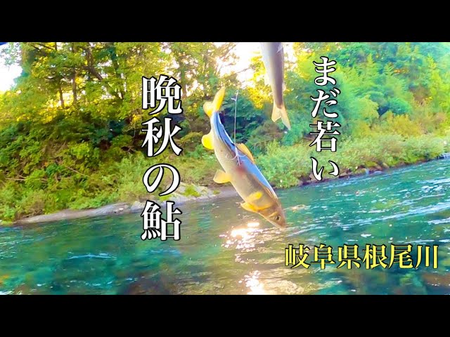 【鮎釣り】まだまだ巨鮎狙えます！がｯ！？in岐阜県根尾川