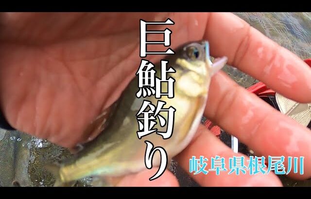 【鮎釣り】巨鮎を求めて！新しいポイントに入川するの巻in岐阜県根尾川