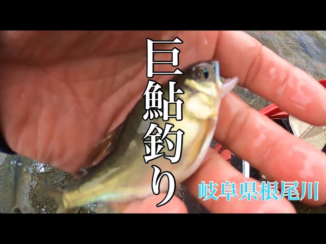 【鮎釣り】巨鮎を求めて！新しいポイントに入川するの巻in岐阜県根尾川