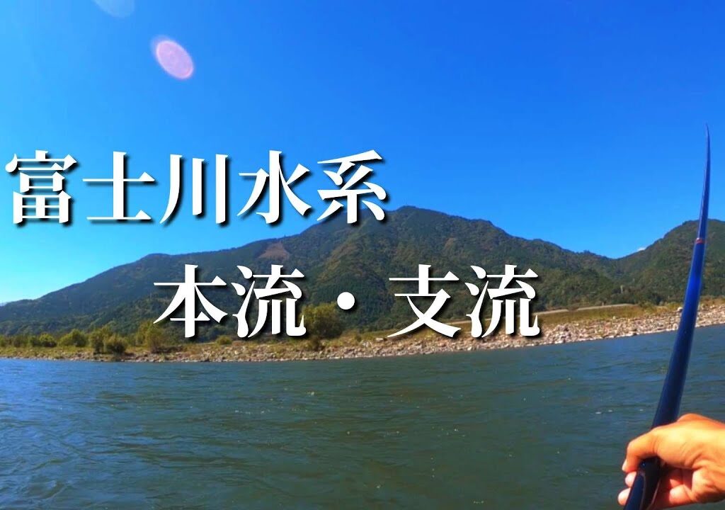 【友釣り】【鮎釣り】終盤の富士川水系に鮎を求める