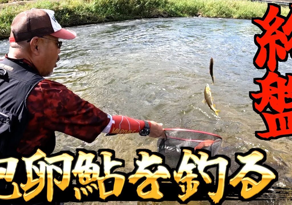 【三重県・名張川】終盤の名張川ギリ間に合ったか？抱卵鮎を釣りに行く