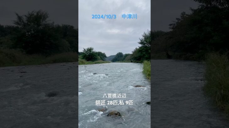 【鮎釣り　中津川】 雨は降ったり止んだり、川は笹濁り。#神奈川県愛川町#中津川#友釣り#天然鮎に喰らいつけ