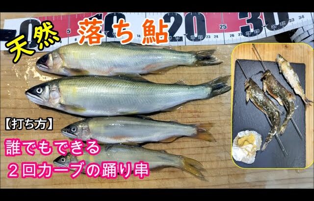 天然落ち鮎の踊り串を打つ方法【２回カーブ】誰でもできる鮎の串打ち方法と天然落ち鮎を入手する方法
