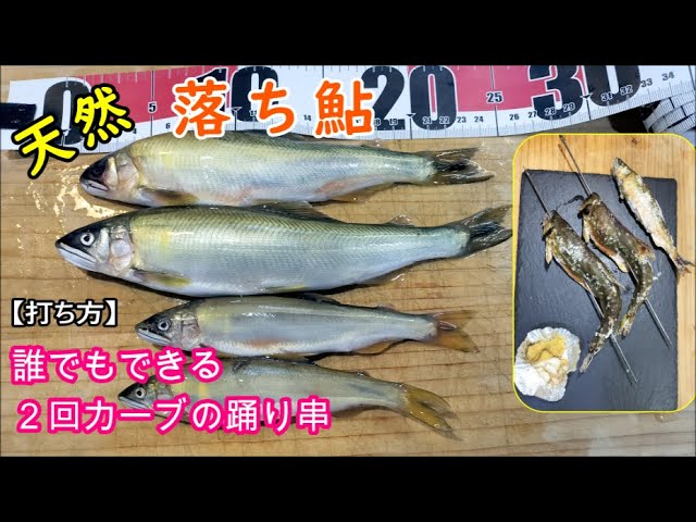 天然落ち鮎の踊り串を打つ方法【２回カーブ】誰でもできる鮎の串打ち方法と天然落ち鮎を入手する方法