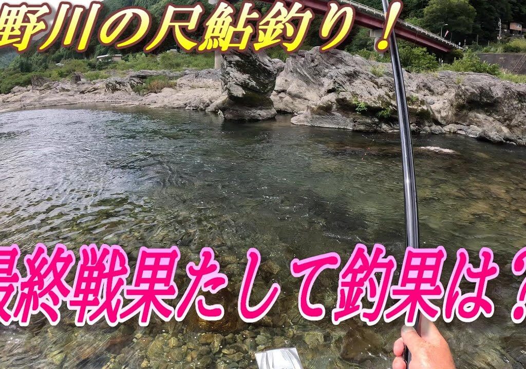 【吉野川の尺鮎チャレンジ】吉野川の鮎釣り最終戦。＃吉野川＃鮎釣り＃尺鮎釣り