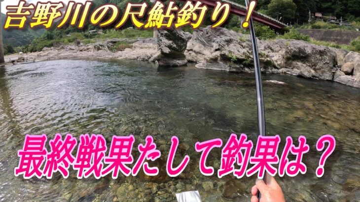 【吉野川の尺鮎チャレンジ】吉野川の鮎釣り最終戦。＃吉野川＃鮎釣り＃尺鮎釣り