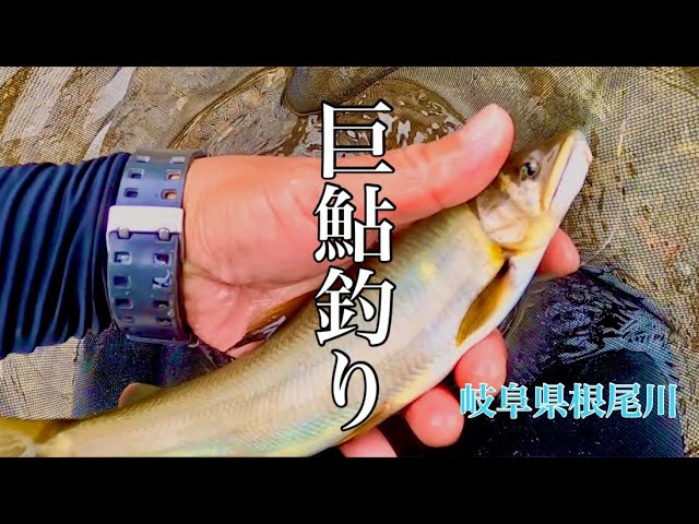 【鮎釣り】巨鮎を求めて！のされるが竿が仕事するの巻