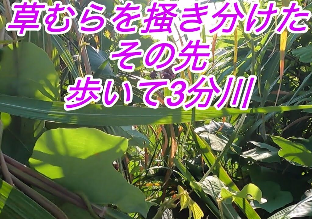 草むらを掻き分けて向かったその先