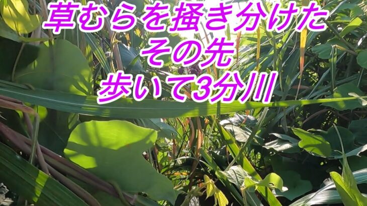 草むらを掻き分けて向かったその先