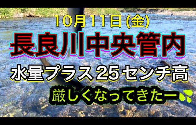 増水後の引き水…思い通りに釣れない…大鮎はどこ❓