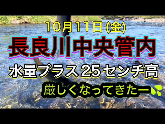 増水後の引き水…思い通りに釣れない…大鮎はどこ❓