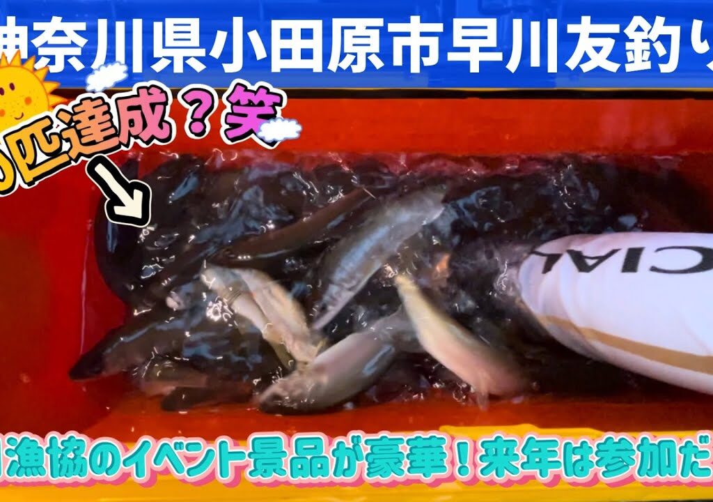 禁漁間近の神奈川県小田原市早川に鮎釣り