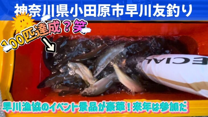 禁漁間近の神奈川県小田原市早川に鮎釣り