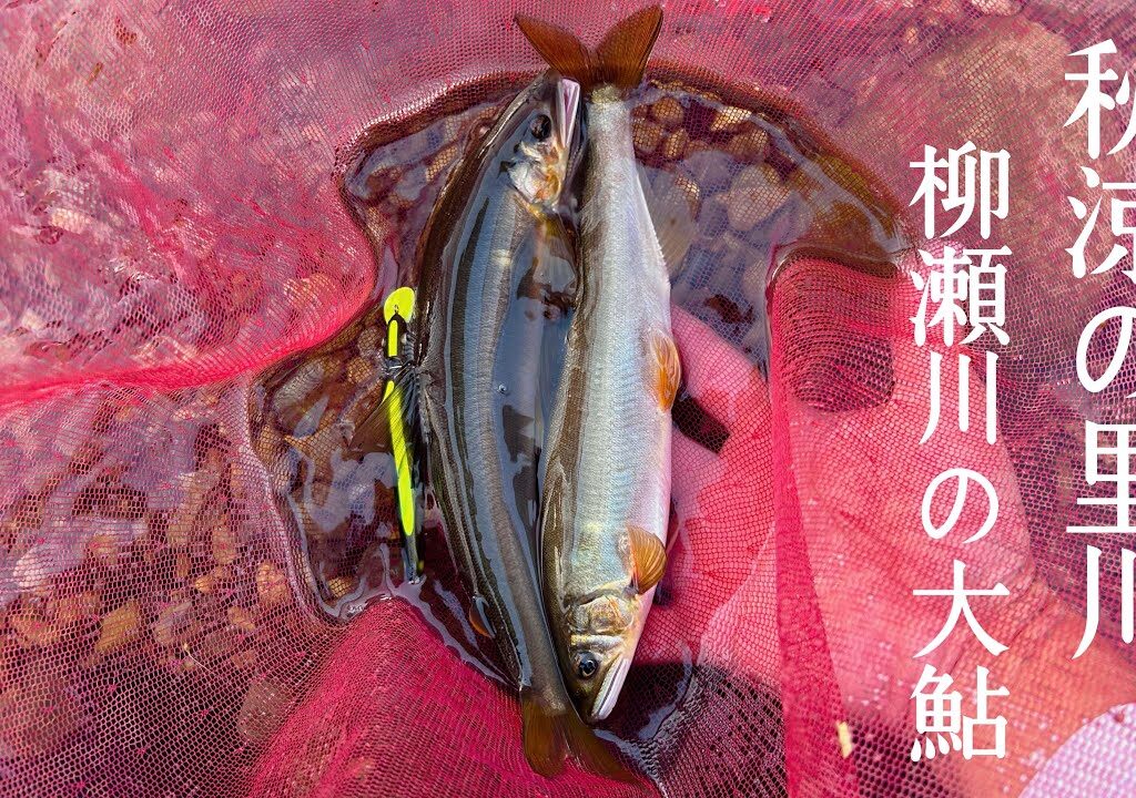 【アユルアー】落鮎。秋涼の柳瀬川