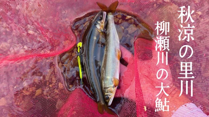 【アユルアー】落鮎。秋涼の柳瀬川