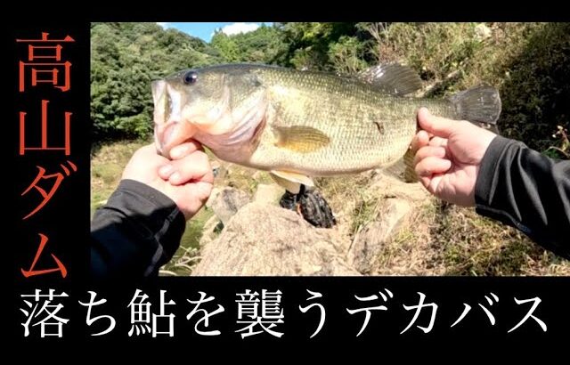 秋の落ち鮎を襲うデカバス【高山ダム】【バス釣り】