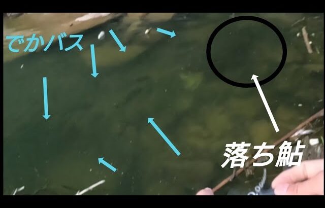 高山ダムのモンスター…落ち鮎に狂うでかバスをビッグベイトで攻略！