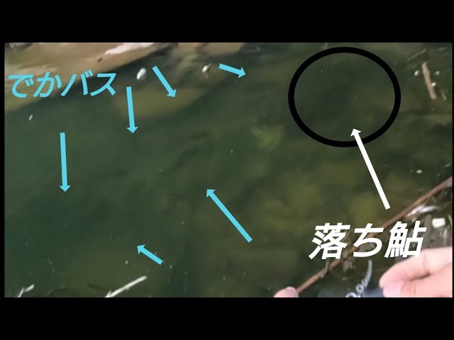 高山ダムのモンスター…落ち鮎に狂うでかバスをビッグベイトで攻略！