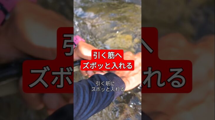 引く筋へズボッと入れる#鮎釣り#友釣り#白川町#白川#友釣り無双