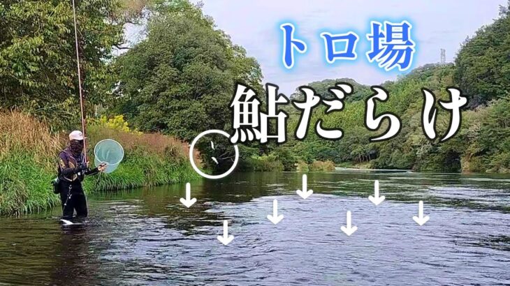 終盤でも楽しい鮎の友釣り／愛知県矢作川
