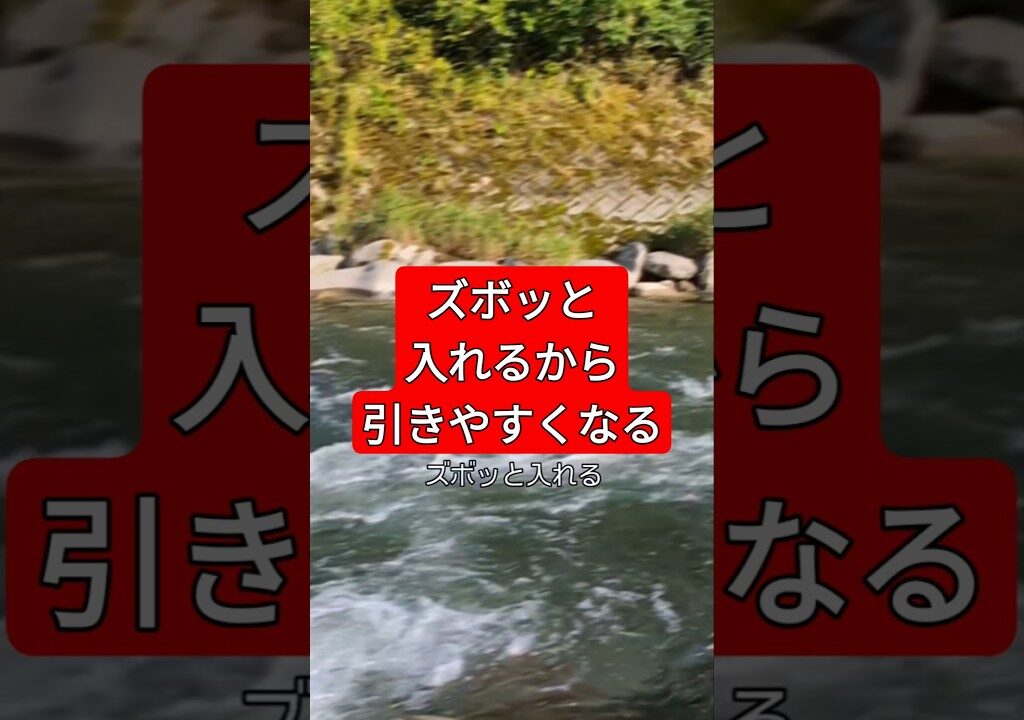 ズボッと入れるから引きやすい#鮎釣り#友釣り#友釣り無双#小澤剛
