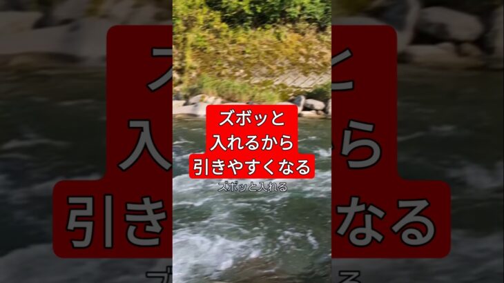 ズボッと入れるから引きやすい#鮎釣り#友釣り#友釣り無双#小澤剛