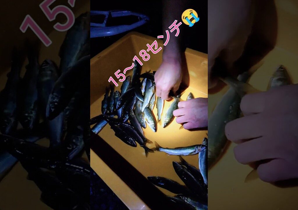 二人でやってきたよ～  #投網  #天然鮎  #アウトドア