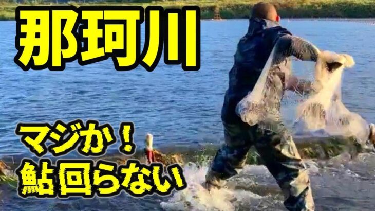 【投網 那珂川】 落ち鮎来た プロでもやらかす！なわばり漁の落とし穴（リバヒ）