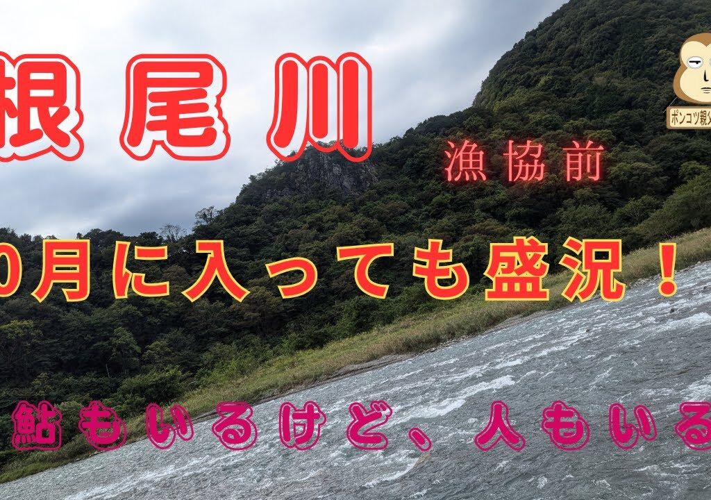 「鮎釣り」「大鮎」　盛況の根尾川まだ鮎はいる