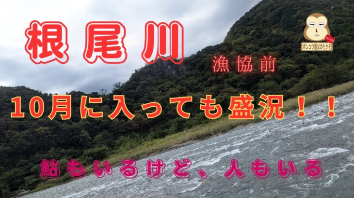 「鮎釣り」「大鮎」　盛況の根尾川まだ鮎はいる