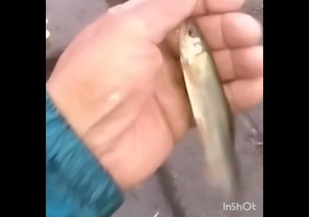 鮎釣り　ガリ
