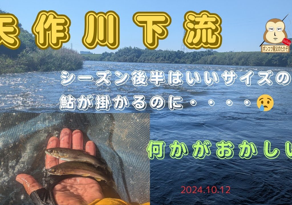 「鮎釣り」　矢作川下流サイズがおかしい？