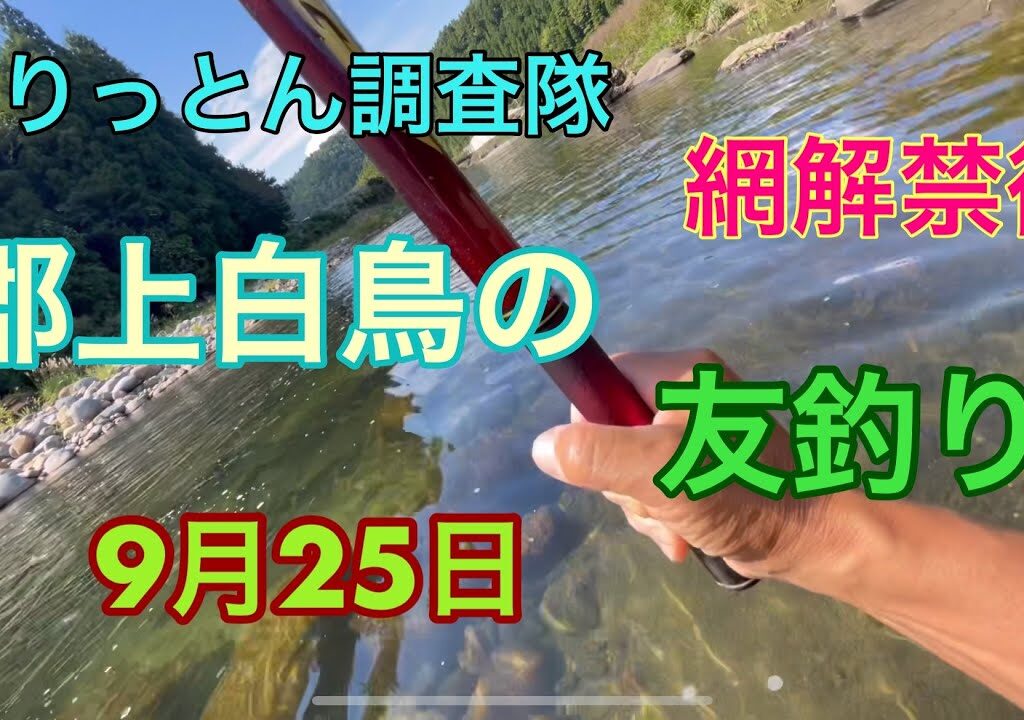 鮎の友釣り。網解禁後、どの位影響があるのか？