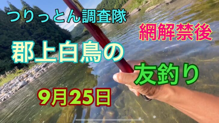 鮎の友釣り。網解禁後、どの位影響があるのか？