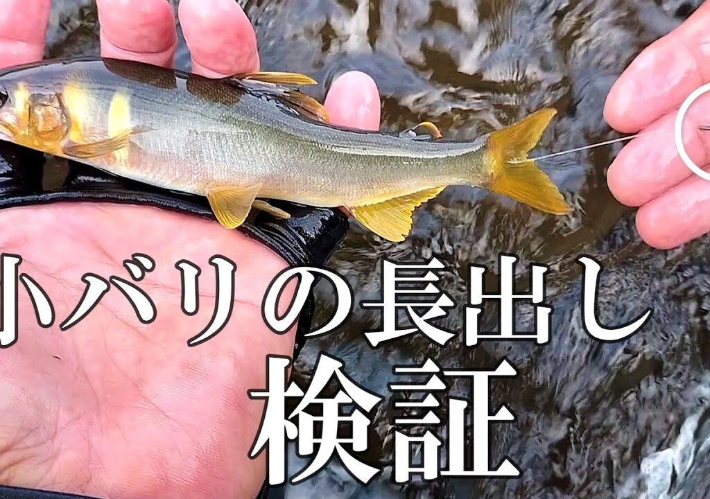 鮎釣り　三河職漁師のシークレット仕掛け