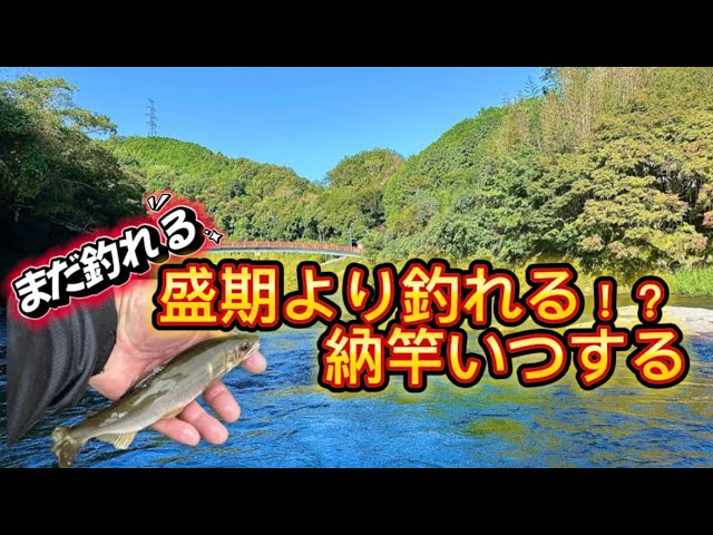 【鮎釣り】10月28日釣行　愛知県巴川まだ釣れます‼️