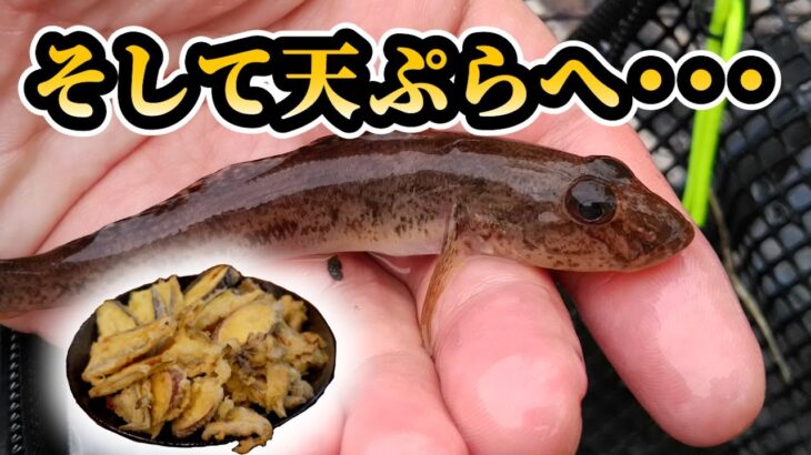 癒しのハゼ釣りに行ってきました。11月1日【閑話的釣行】