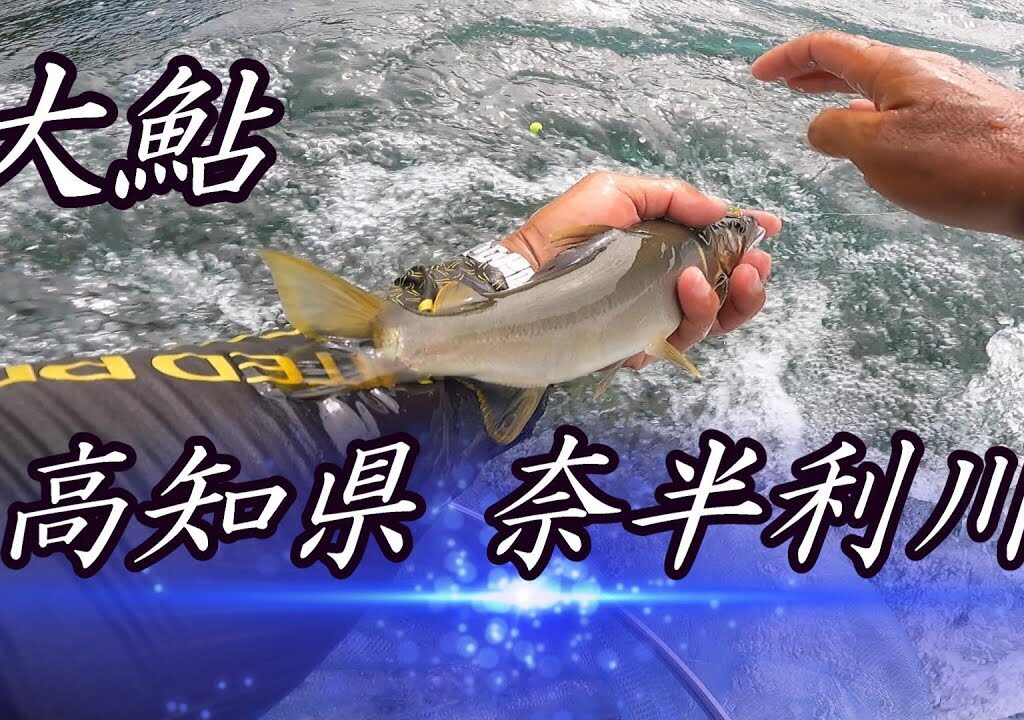 【鮎釣り2024】高知県 奈半利川で大鮎釣り❗