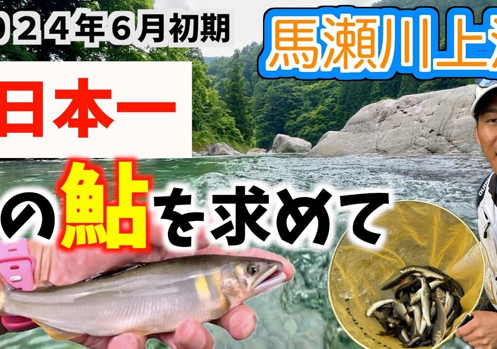 【鮎釣り2024】絶品！「日本一」に輝いた馬瀬川上流の鮎を釣りに行きませんか？高水、低水温のタフコンディション！
