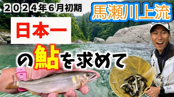 【鮎釣り2024】絶品！「日本一」に輝いた馬瀬川上流の鮎を釣りに行きませんか？高水、低水温のタフコンディション！