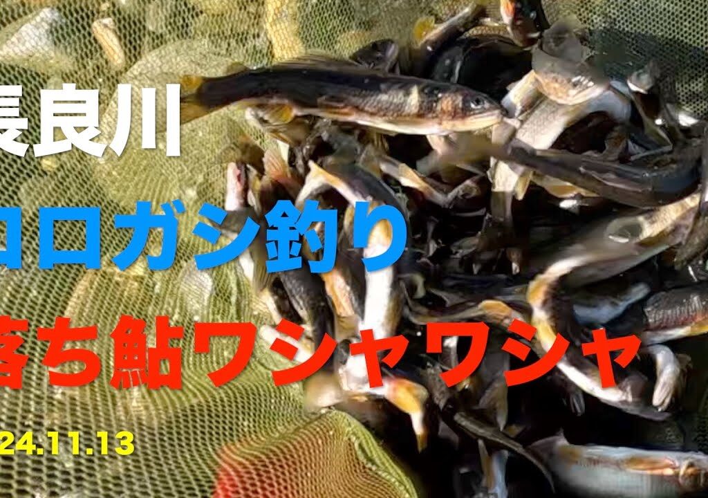 【鮎釣り】コロガシ釣りで長良川の落ち鮎を釣ってきた 2024.11.13