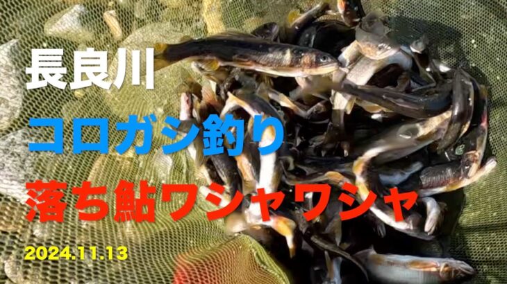 【鮎釣り】コロガシ釣りで長良川の落ち鮎を釣ってきた 2024.11.13