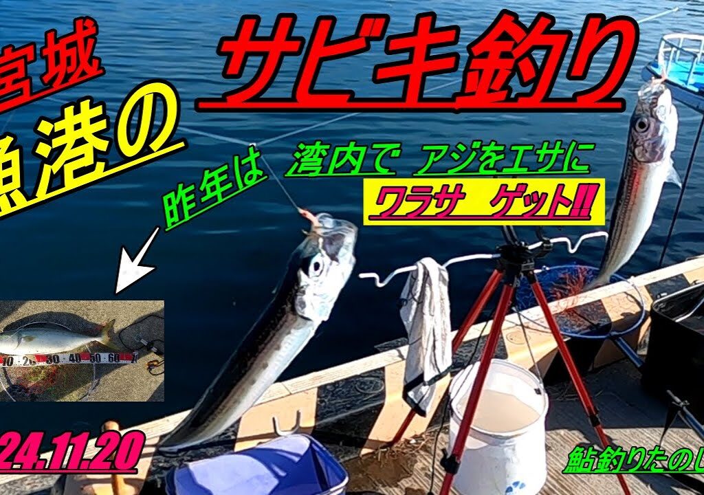 宮城 漁港のサビキ釣り2024.11.20