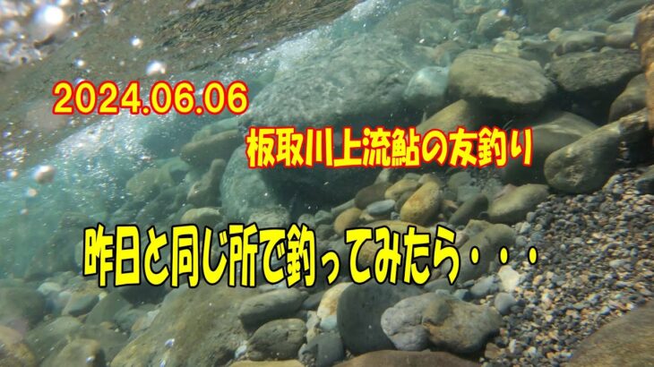 2024.6.6板取川上流鮎の友釣り　昨日と同じ所で釣ってみたら…