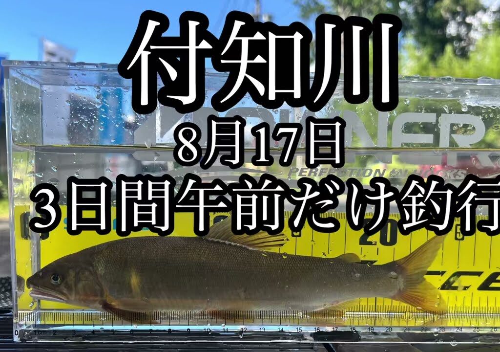付知川　鮎釣り　3日連続午前釣行
