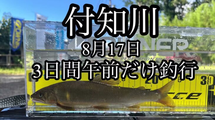 付知川　鮎釣り　3日連続午前釣行