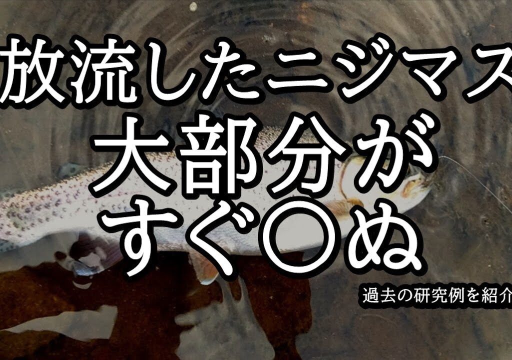 放流したニジマスは8割がすぐ〇ぬ【 北海道 釣り 】