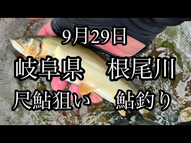 9月29日　根尾川　尺鮎狙い　鮎釣り