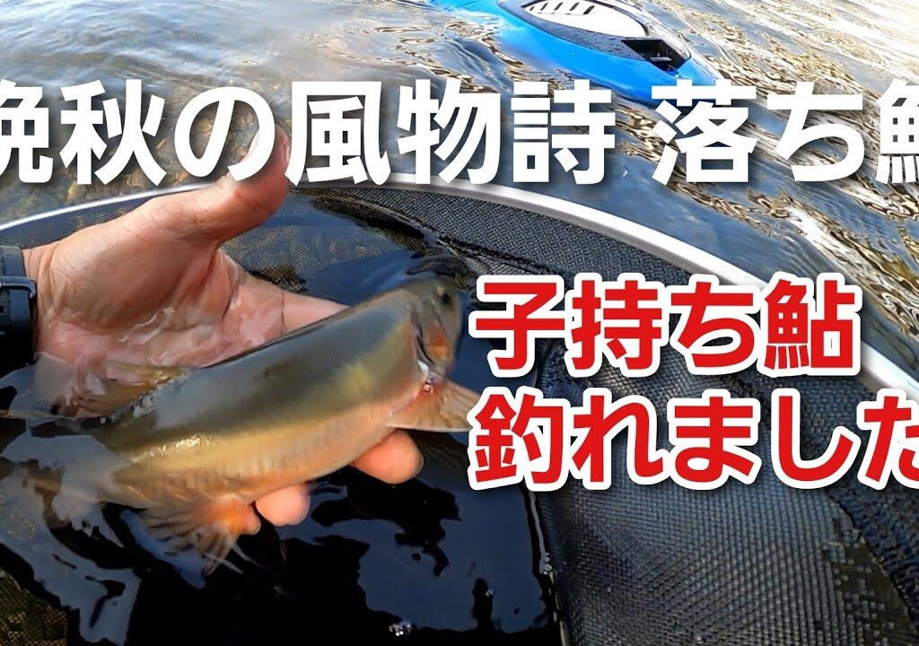 NO59   落ち鮎釣りで子持ち鮎釣れました！【午前の部】